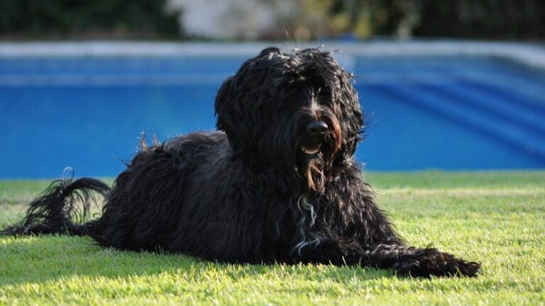 11 Dog Breeds That Are Naturally Attracted to Water Activities