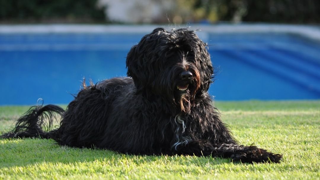 11 Dog Breeds That Are Naturally Attracted to Water Activities