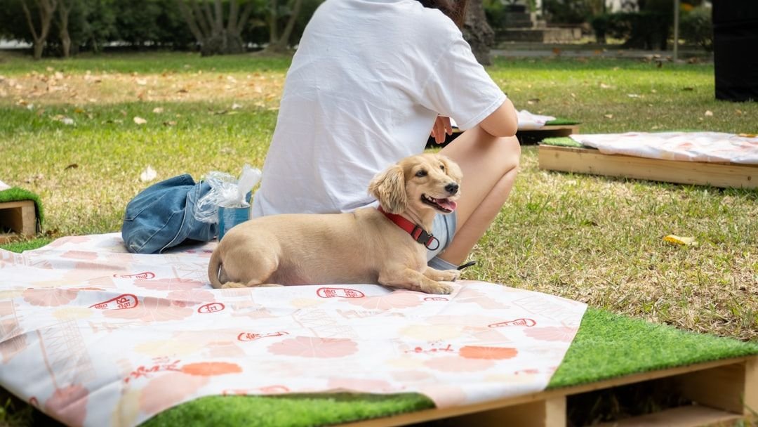 10 Creative Ways to Celebrate Your Dog's Birthday Like a Pro