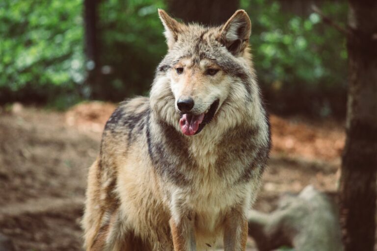 The piece underscores just how fragile Mexican wolf ...
