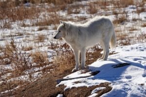 A roundup of Colorado wolf news.