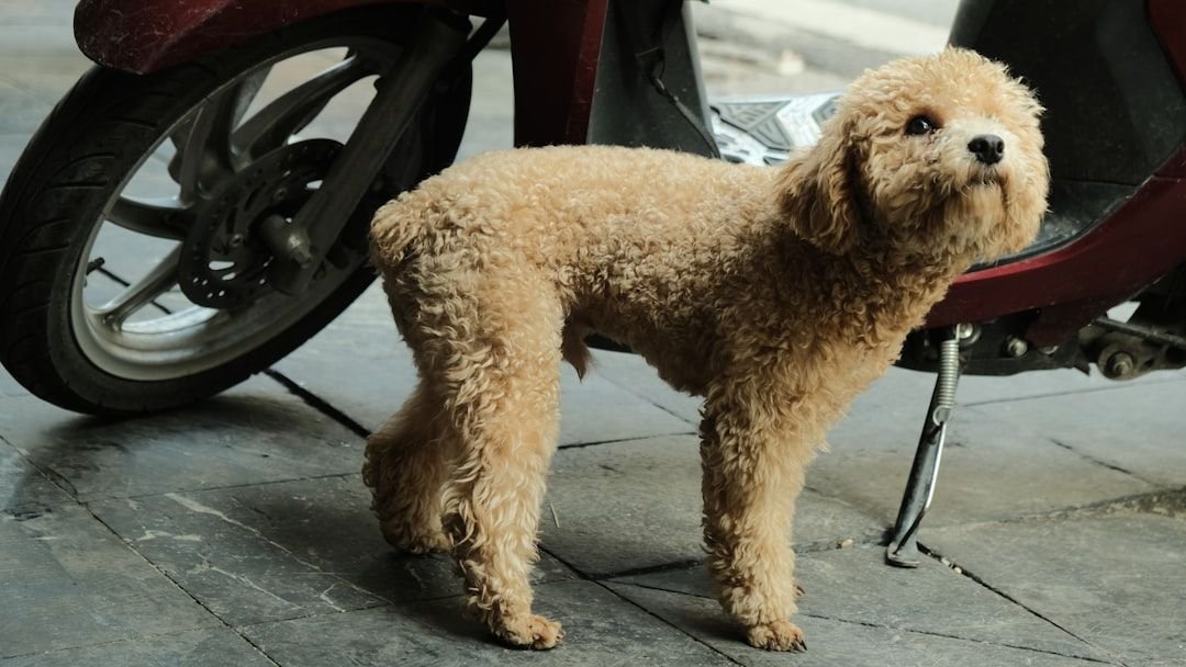 10 Quirky Dog Habits That Are Actually Their Way of Saying 'I Love You'