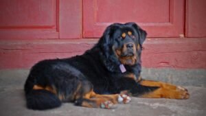 10 Dog Breeds That Could Stand Their Ground Against a Wolf (And 5 That Wouldn’t Stand a Chance)