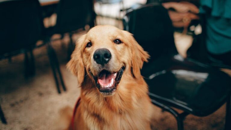 9 Dog Breeds That Choose Their Human (And 3 That Let You Choose Them)