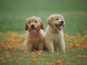 It's National Puppy Day! Here's how to celebrate