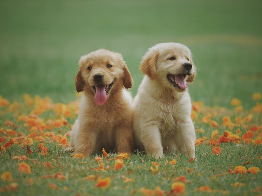 It's National Puppy Day! Here's how to celebrate