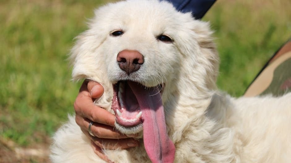 12 Fearless Dog Breeds That Can Protect Livestock From Bears