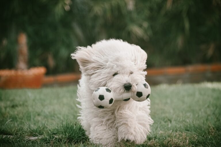 Puppy Bowl 2026: Meet the Dogs Competing