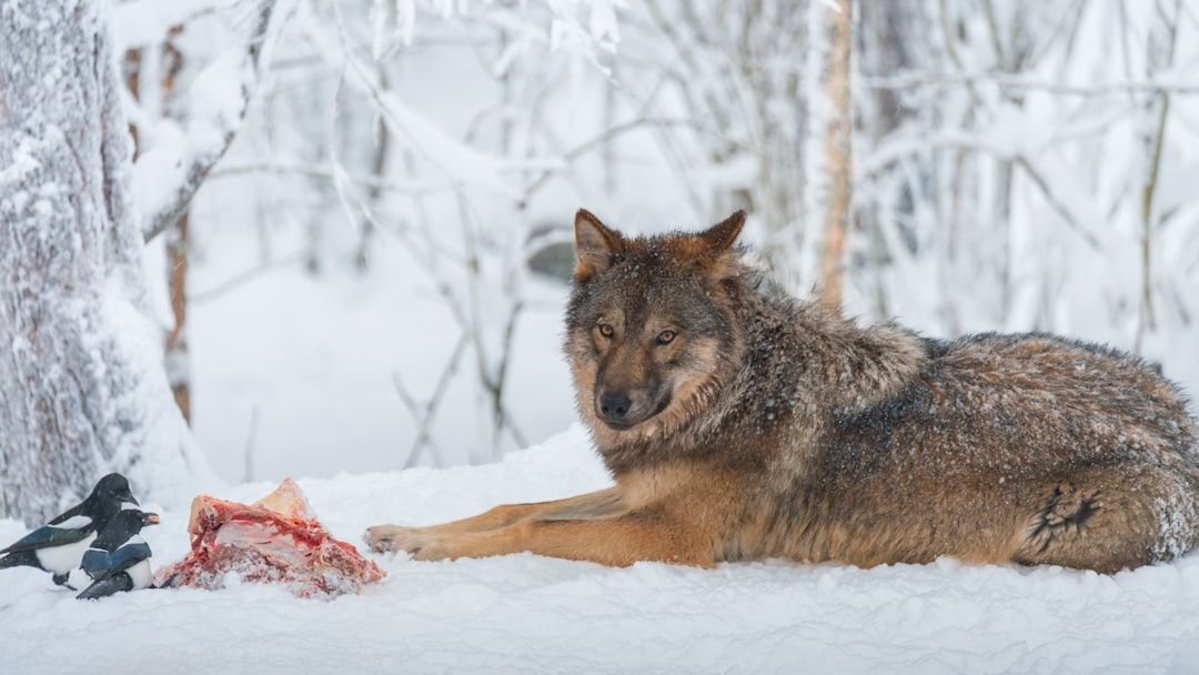 11 Things Yellowstone Wolves Changed Forever in the Ecosystem