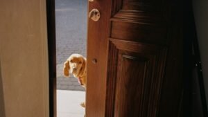 Your Dog Scratches at Doors After You Close Them (They're Not Demanding - They're Panicking)