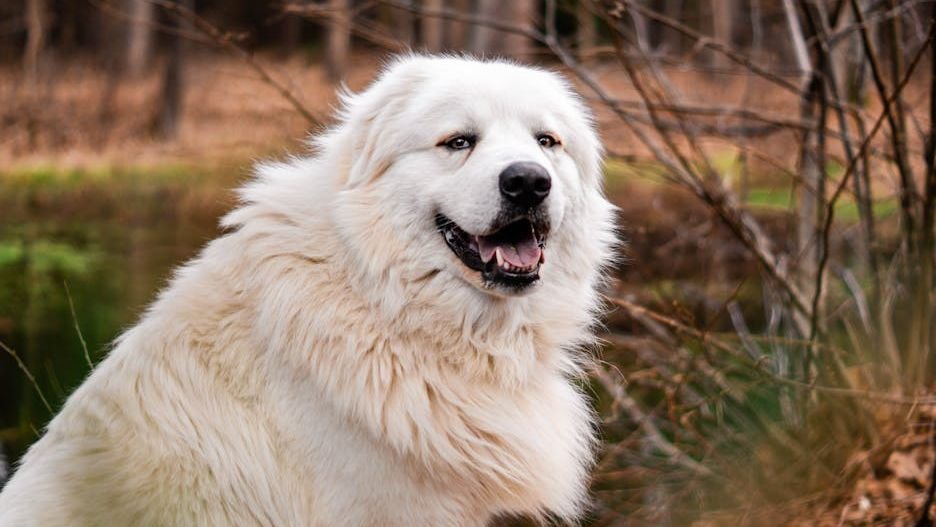 10 Dog Breeds Powerful Enough to Protect You From Wolves in Minnesota