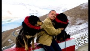 12 Fearless Dog Breeds That Can Stand Up to Grizzly Bears in Montana