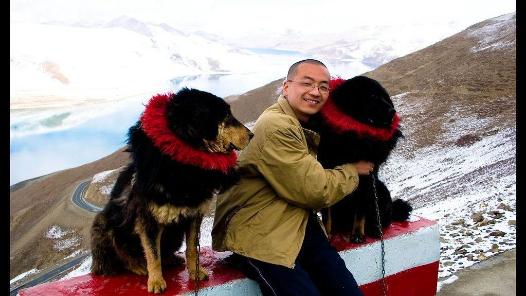 12 Fearless Dog Breeds That Can Stand Up to Grizzly Bears in Montana