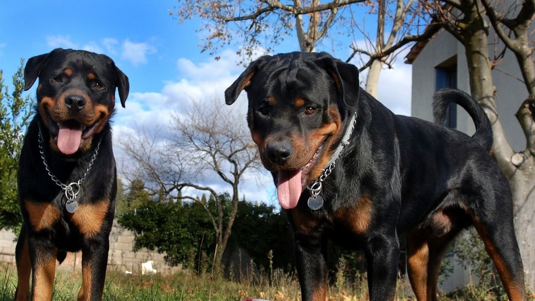 10 Dog Breeds That Can Defend Your Home From Mountain Lions in Colorado