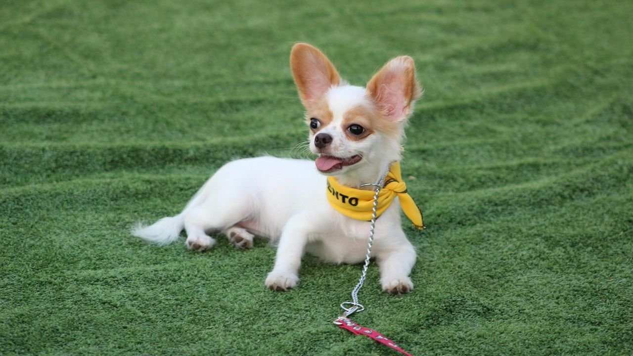 The Dark Side of a Chihuahua That Can Be a Nightmare for New Owners
