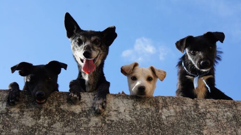 Could Your Dog's Barking at the Mailman Be a Sign of Fear or Fierce Protection?