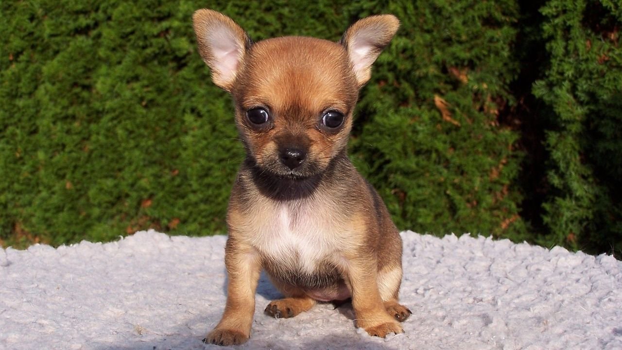 Chihuahua Temperament: The Good, the Bad, and the Ugly