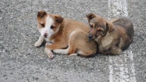 Driver's Instinctive Pull-Over Saves Starving Puppies and Their Sibling Bond