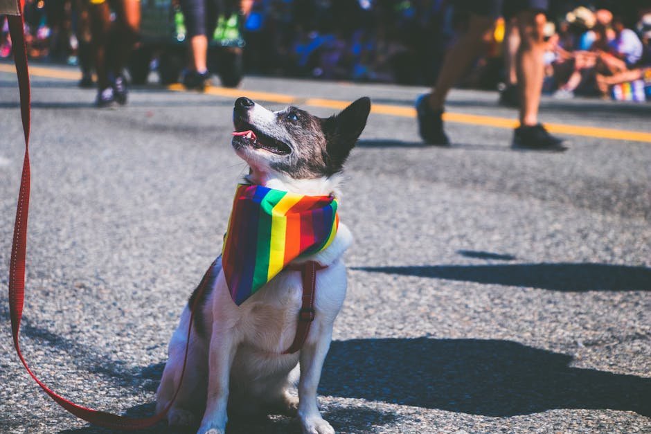 Rainbow Bridge Memorial Honors Pets in Picayune