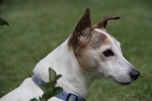 Sayreville Seeking Community Input on Possible “Rainbow Bridge” Pet Memorial