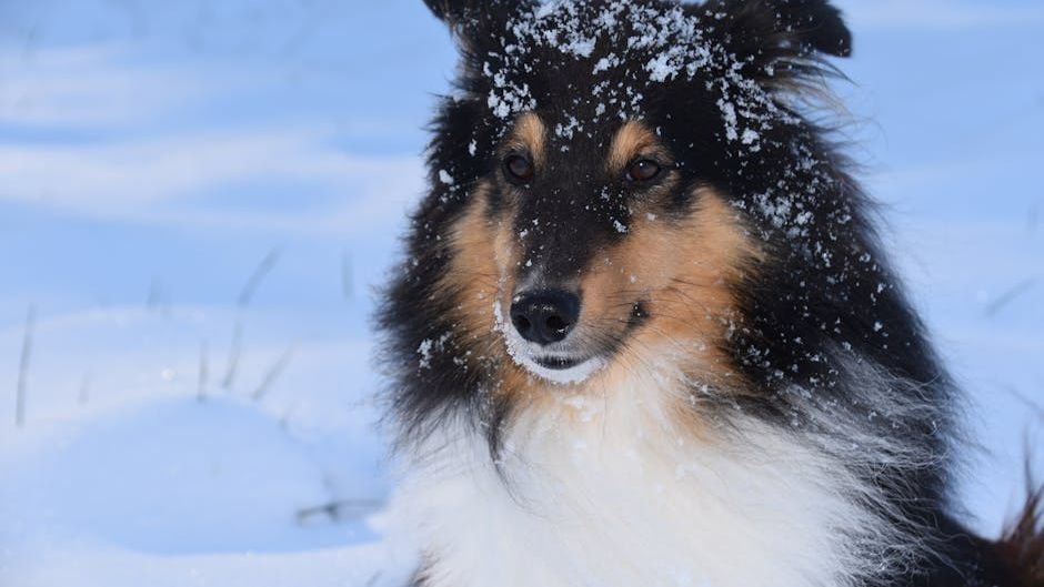 11 Dog Breeds That Will Follow You to the Ends of the Earth (Literally!)