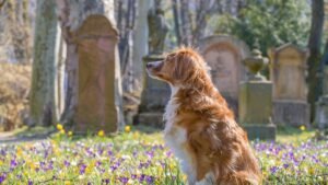 March Is Pet Memorial Month: Here's How To Honor The Memory Of Our Fur Babes Who Have Crossed The Rainbow Bridge