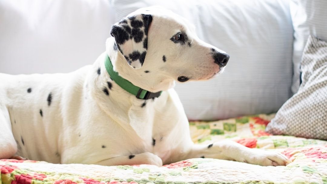 10 Words That Calm An Anxious Dog