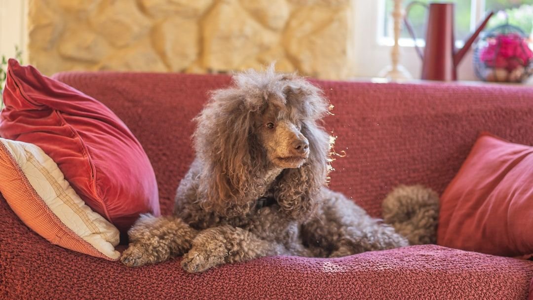 11 Polite Dog Breeds Known For Gentle Manners