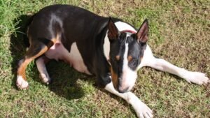 7 Essential Grooming Tips for Keeping Your Dog's Coat Healthy and Shiny