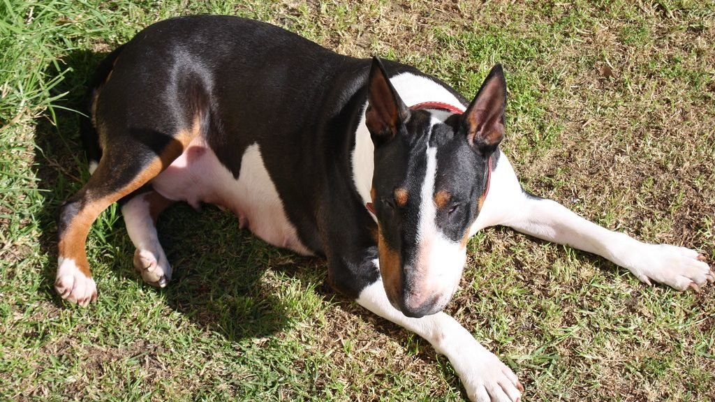 7 Essential Grooming Tips for Keeping Your Dog's Coat Healthy and Shiny