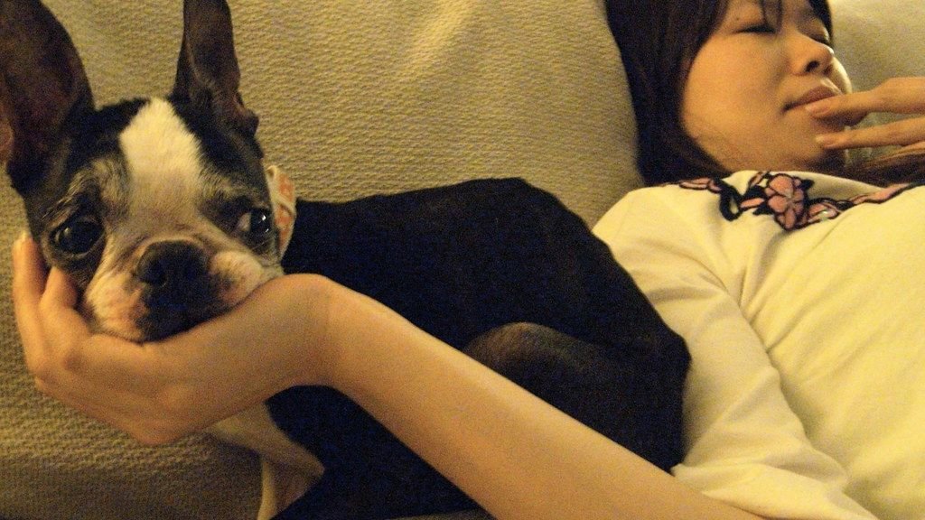 12 Dog Breeds Ideal for First-Time Owners in Seattle Apartments