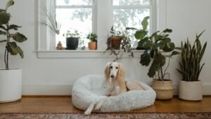 9 Best Dog Breeds for Apartment Living (Even If They're Big!)