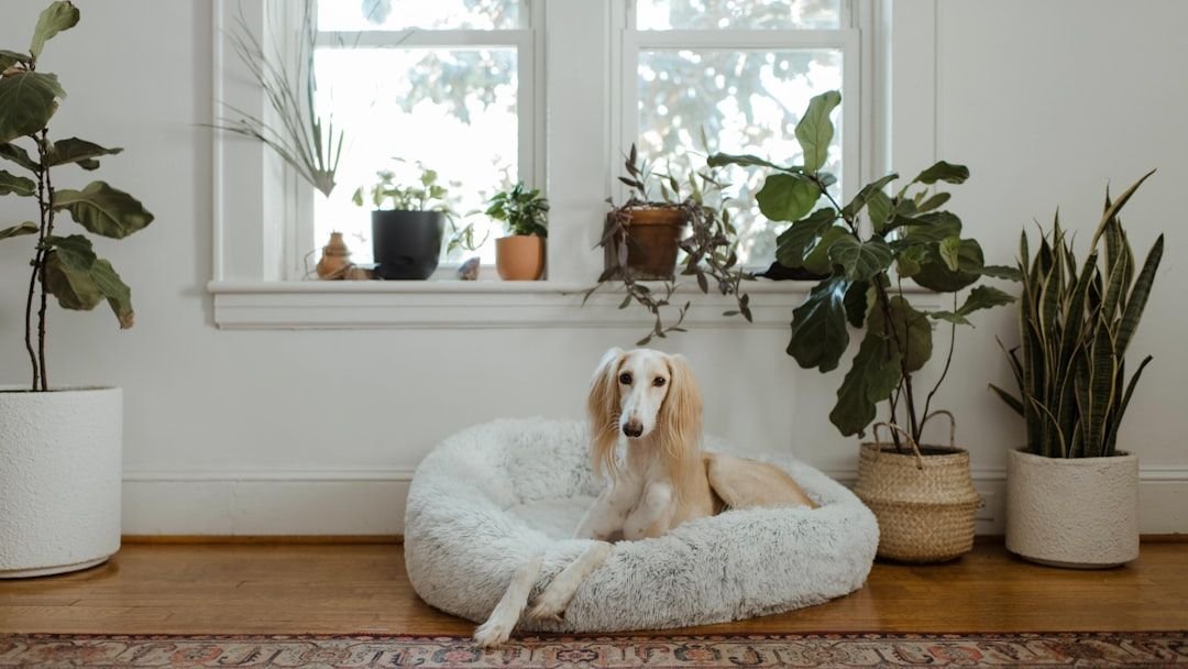 9 Best Dog Breeds for Apartment Living (Even If They're Big!)