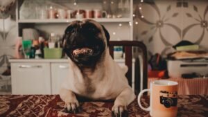 10 Common Toxic Foods Your Dog Should Never Eat (And Safe Alternatives)