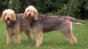 12 Scruffy Dogs You'll Love in 2026