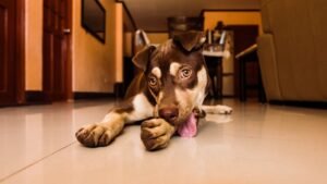 How Can You Tell If Your Dog's Excessive Licking Is a Sign of Stress?