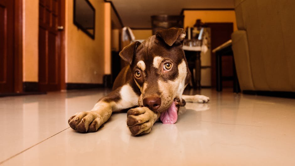 How Can You Tell If Your Dog's Excessive Licking Is a Sign of Stress?