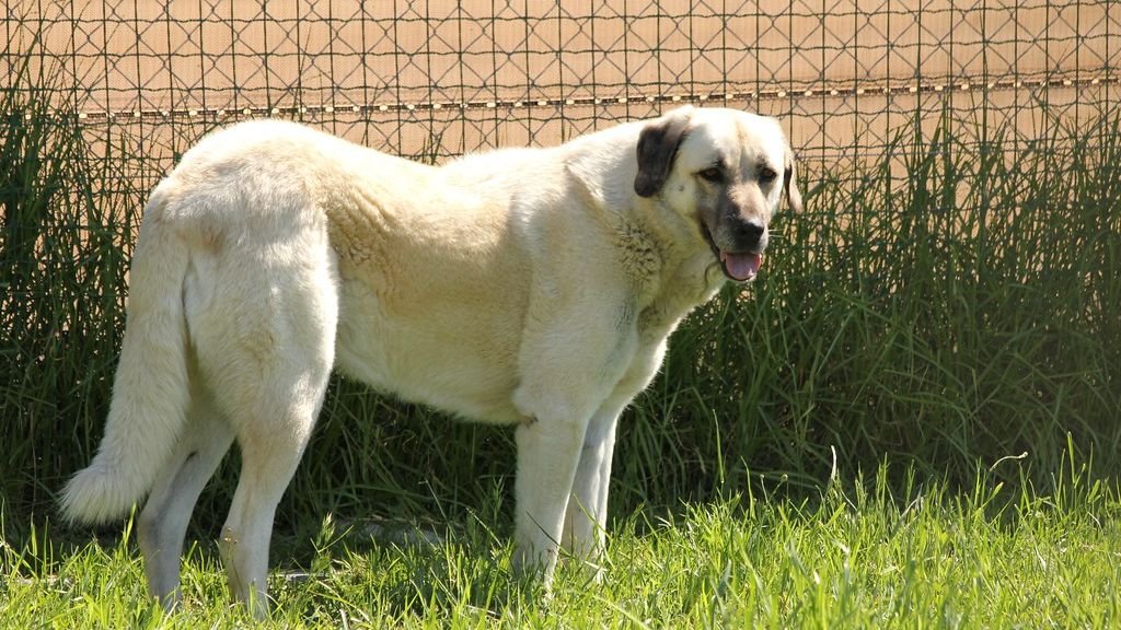 10 Guardian Dogs That Can Protect Livestock From Wolves in Idaho