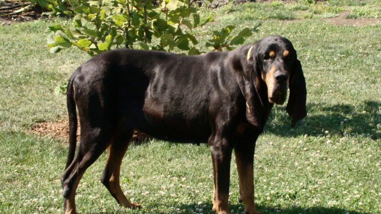12 Dog Breeds That Can Stand Their Ground Against Black Bears in North Carolina