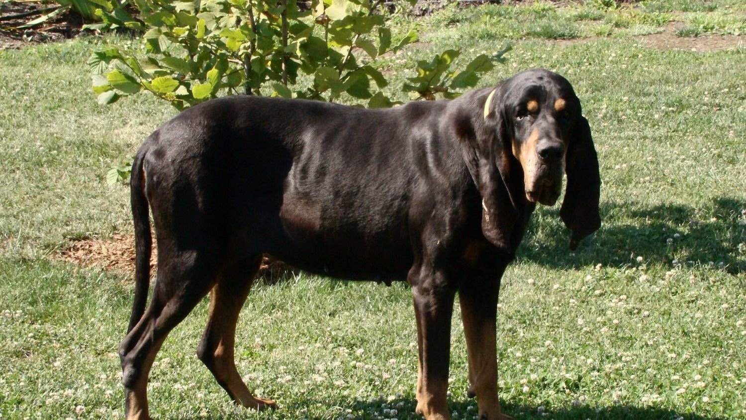 12 Dog Breeds That Can Stand Their Ground Against Black Bears in North Carolina