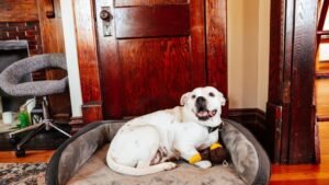 15 Little Things You Do That Mean The World To a Senior Dog