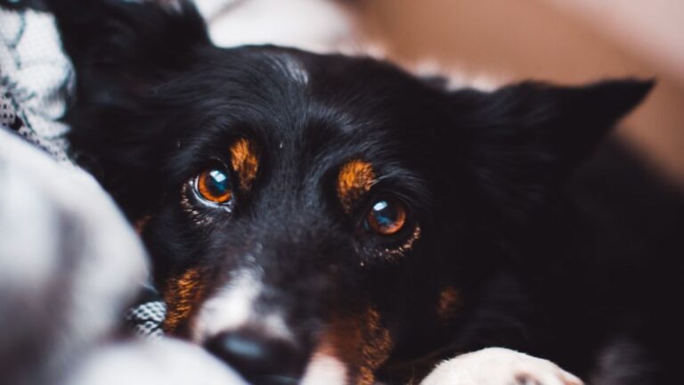 The Final Gift Dogs Give Their Humans Before They Let Go