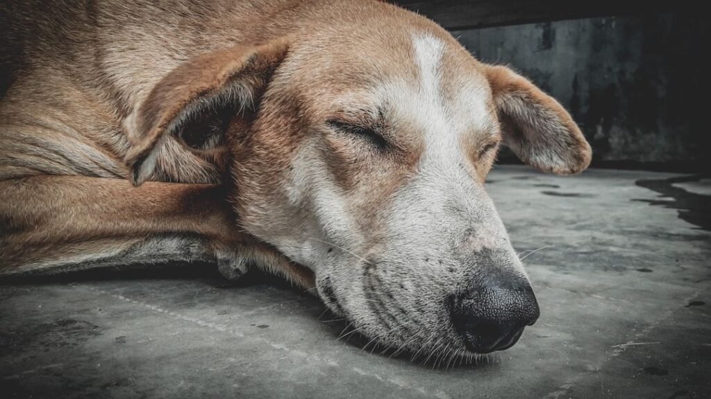 10 Heartfelt Moments That Quietly Mark A Dog's Twilight Years