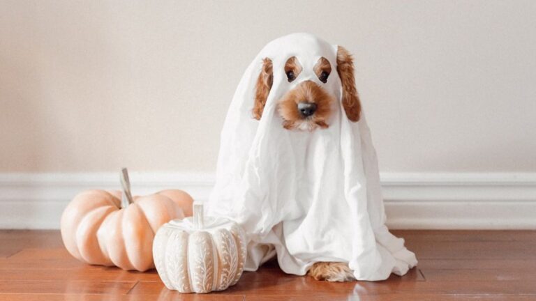 12 Things You'll Only Understand After Saying Goodbye to a Dog