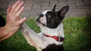 10 Most Memorable Things You Will Remember While Holding Your Dog's Paw at The End