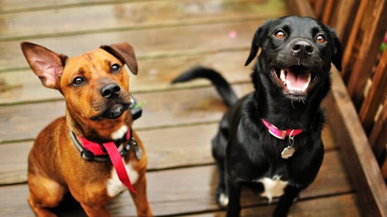 10 Subtle Signs Your Dog Is Emotionally Dependent on You