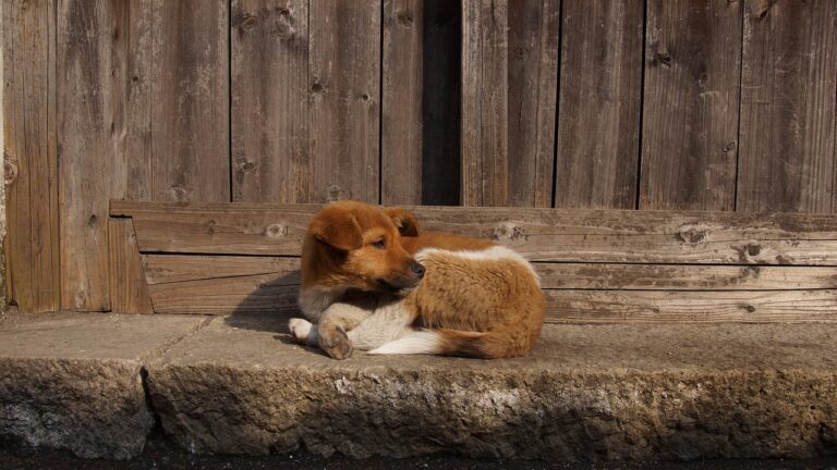Humans Had Dogs Before They Had Farming, Ancient DNA Confirms