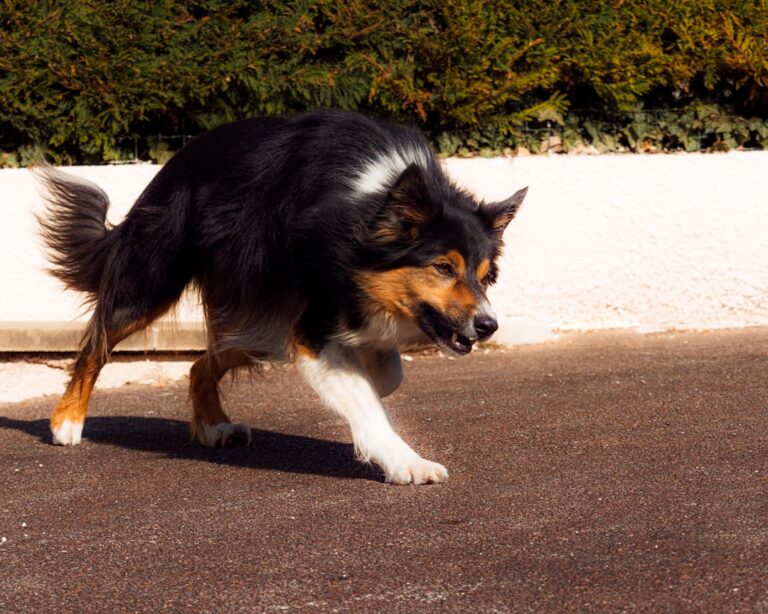 Dog attack conviction 'won't bring our Daisy back'