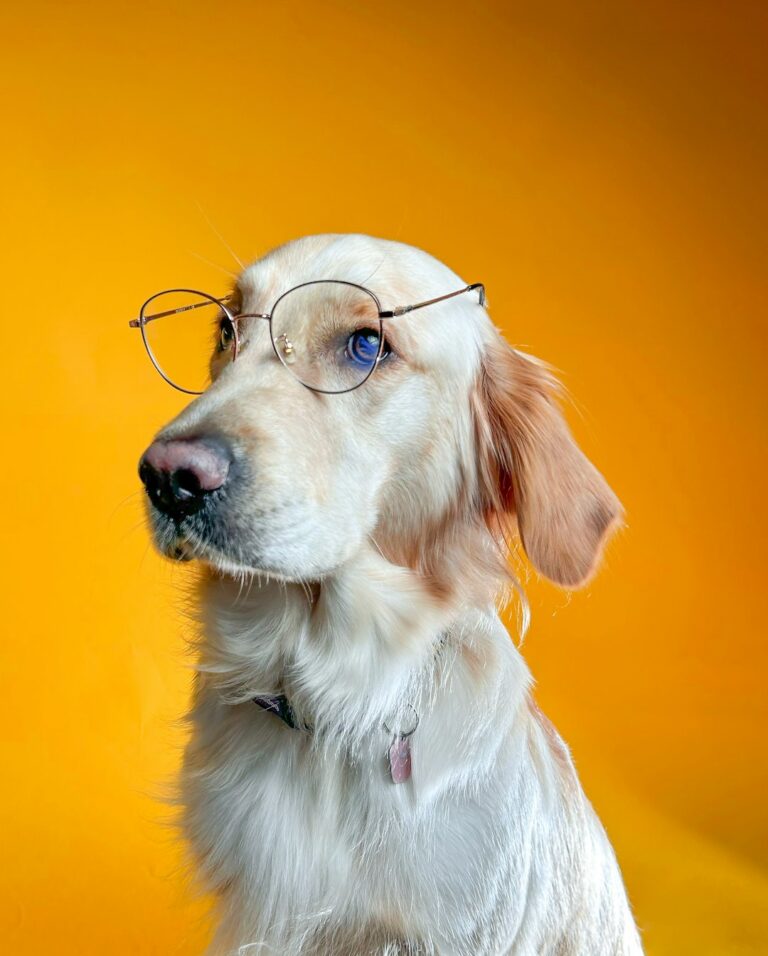 Research to help dogs live longer, healthier lives could unlock secrets for people
