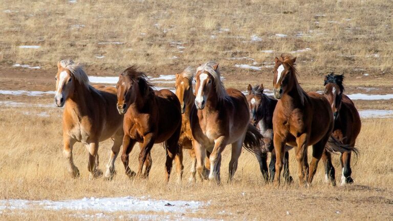 Over 14,000 Wild Horses Are Set to Be Rounded Up and Removed from the Western U.S. in 2026